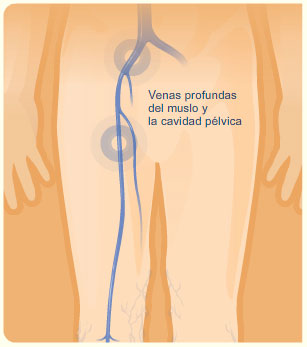 venas profundas